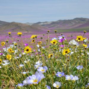 Desierto florido 4 días y 3 noches - Octubre 2026
