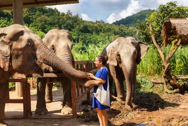 Gira de Estudio Tailandia & Vietnam  2026